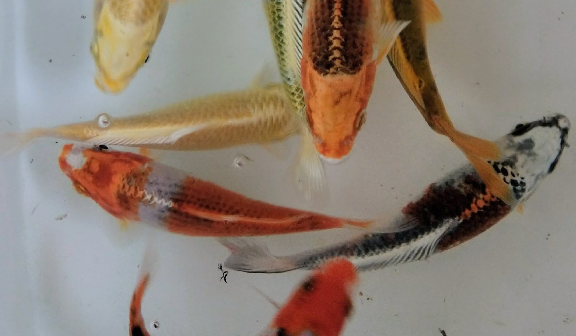 Fish Heads